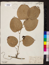 Smilax tamnoides image