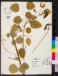 Smilax lasioneura image