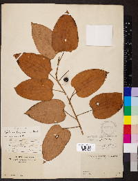 Smilax lasioneura image