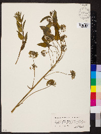 Smilax lasioneura image