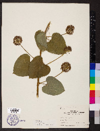 Smilax lasioneura image