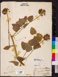 Smilax lasioneura image