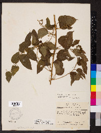 Smilax lasioneura image