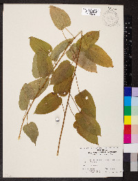 Smilax pulverulenta image