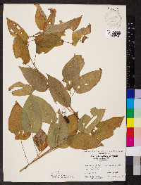 Smilax pulverulenta image