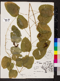 Smilax pulverulenta image