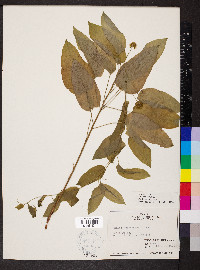 Smilax pulverulenta image