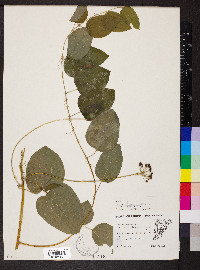 Smilax tamnoides image