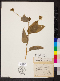 Smilax pulverulenta image