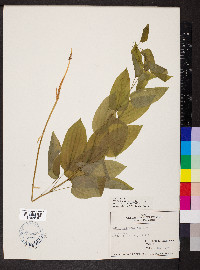 Smilax pulverulenta image