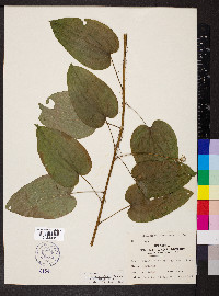 Smilax pulverulenta image