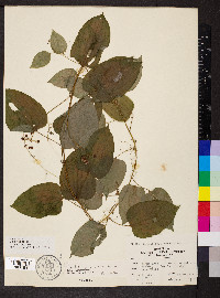 Smilax pulverulenta image