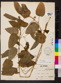 Smilax pulverulenta image