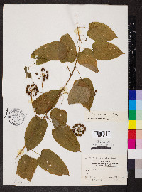 Smilax pulverulenta image