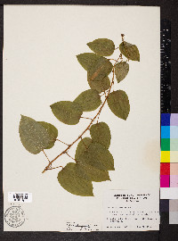 Smilax pulverulenta image