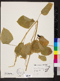 Smilax pulverulenta image