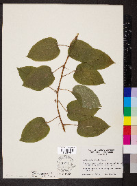 Smilax pulverulenta image