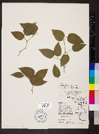 Smilax pulverulenta image