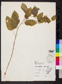 Smilax pulverulenta image