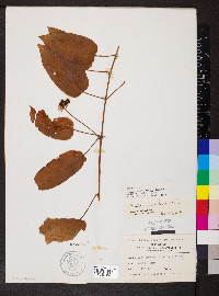 Smilax pulverulenta image