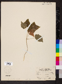 Smilax pulverulenta image