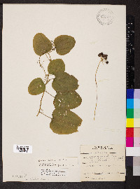 Smilax pulverulenta image