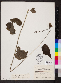 Smilax tamnoides image