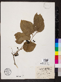 Smilax tamnoides image