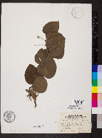 Smilax tamnoides var. hispida image
