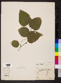 Smilax tamnoides image