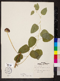 Smilax herbacea image