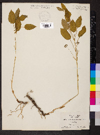 Smilax ecirrhata image