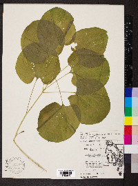 Smilax ecirrhata image