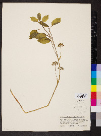 Smilax ecirrhata image