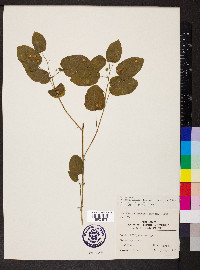 Smilax ecirrhata image