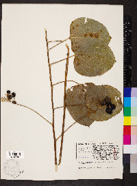 Smilax ecirrhata image