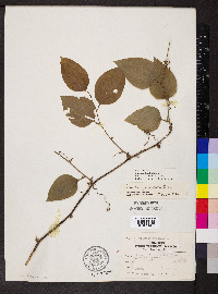 Smilax herbacea image