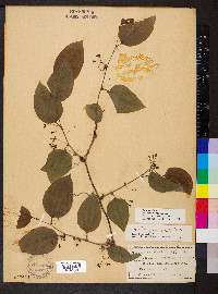 Smilax herbacea image