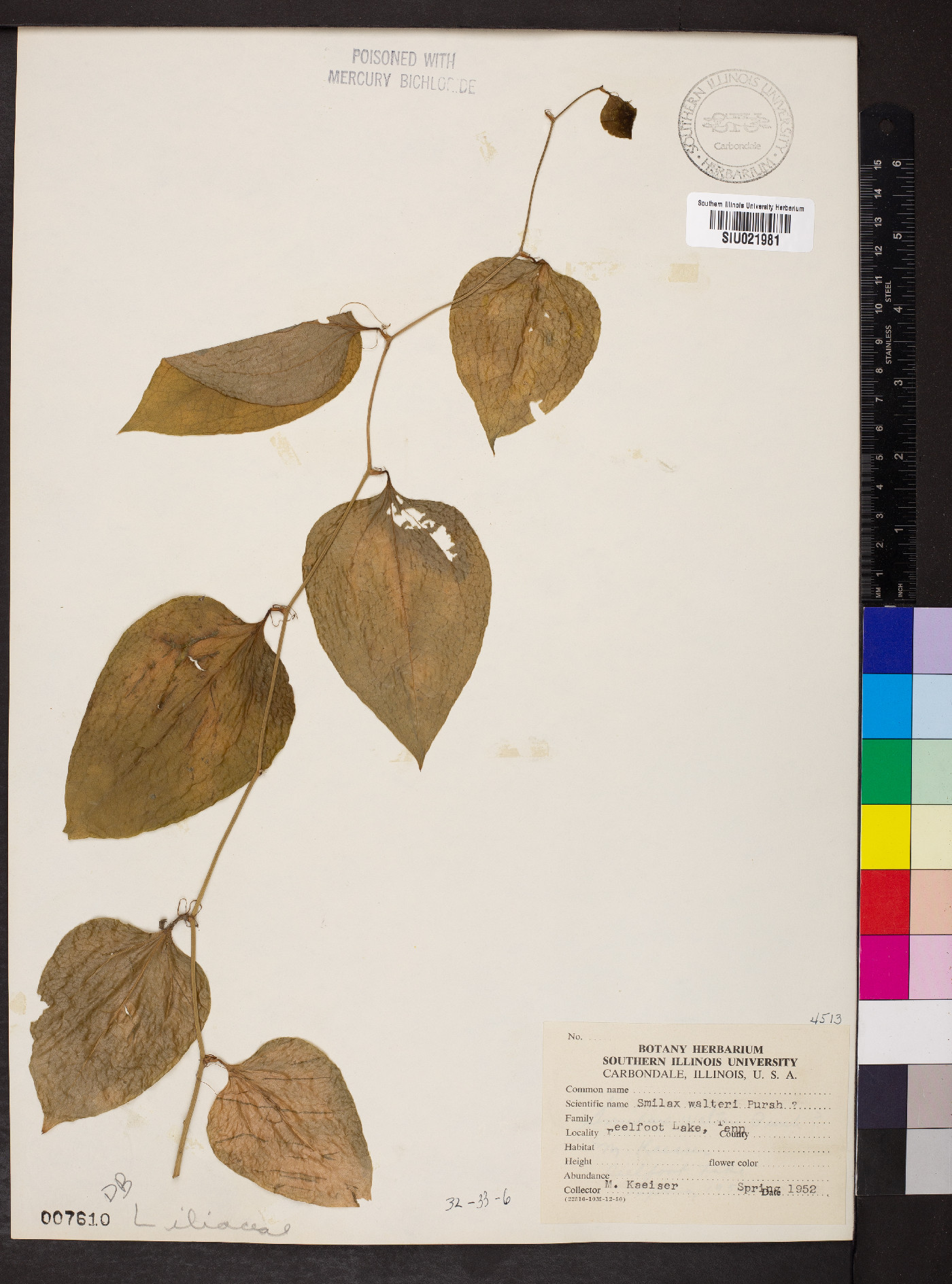 Smilax walteri image