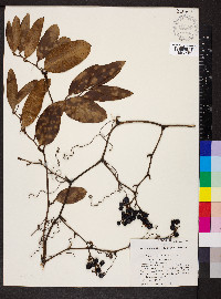 Smilax laurifolia image