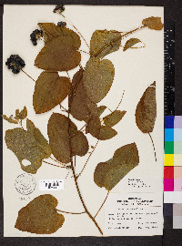 Smilax lasioneura image