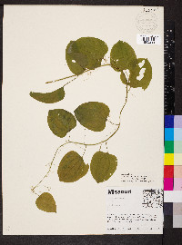 Smilax lasioneura image