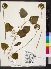 Smilax lasioneura image