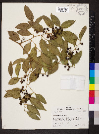 Smilax smallii image