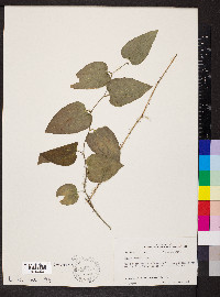 Smilax tamnoides image