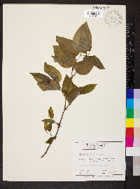 Smilax tamnoides image