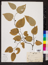 Smilax tamnoides image