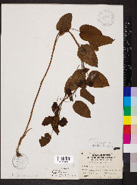 Smilax herbacea image