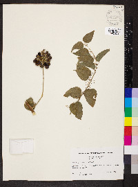 Smilax pulverulenta image