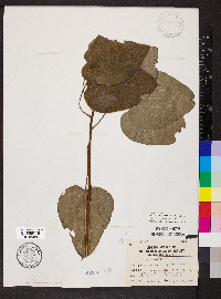 Smilax pulverulenta image